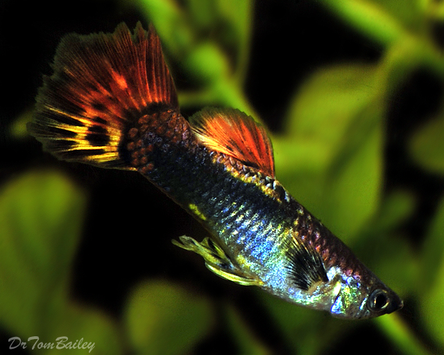 بازرگانی ورزندیان