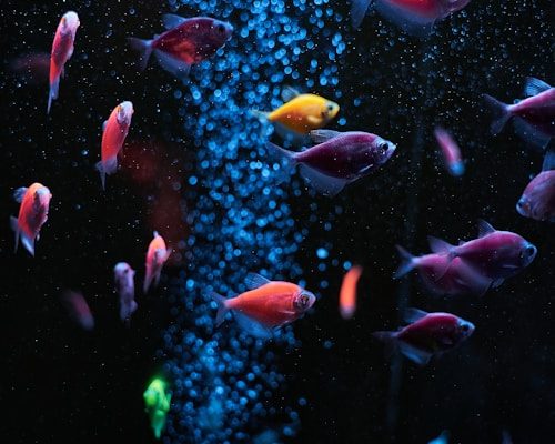 ماهیان نقره‌ای
